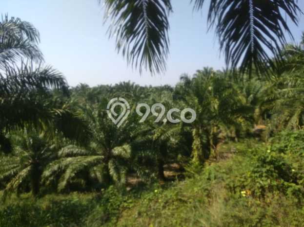 Kavling Tanah di Teras Terunjam Dijual Luas 4.25e+06m2 Legalitas - Kavling Tanah di Teras Terunjam Dijual Luas 4.25e+06m2 Legalitas -