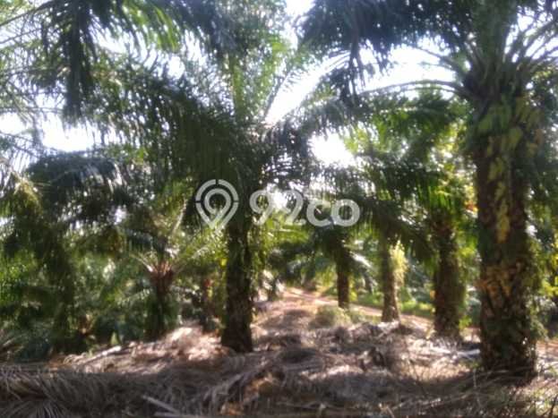 Kavling Tanah di Teras Terunjam Dijual Luas 4.25e+06m2 Legalitas - Kavling Tanah di Teras Terunjam Dijual Luas 4.25e+06m2 Legalitas -