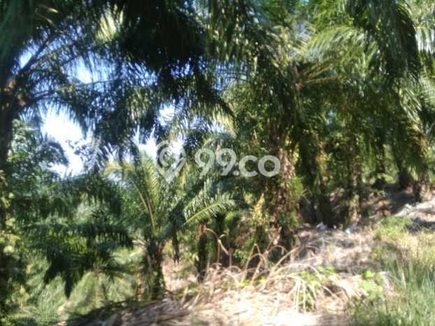 Kavling Tanah di Teras Terunjam Dijual Luas 4.25e+06m2 Legalitas - Kavling Tanah di Teras Terunjam Dijual Luas 4.25e+06m2 Legalitas -