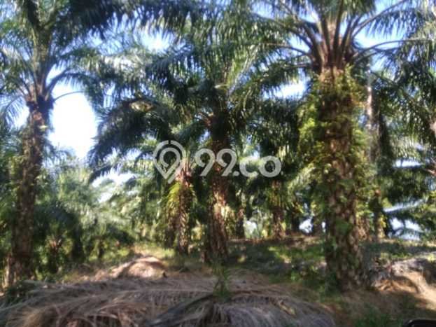 Kavling Tanah di Teras Terunjam Dijual Luas 4.25e+06m2 Legalitas - Kavling Tanah di Teras Terunjam Dijual Luas 4.25e+06m2 Legalitas -