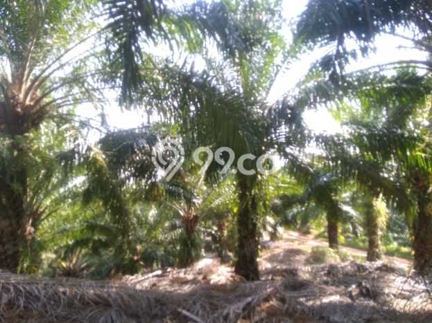 Kavling Tanah di Teras Terunjam Dijual Luas 4.25e+06m2 Legalitas - Kavling Tanah di Teras Terunjam Dijual Luas 4.25e+06m2 Legalitas -