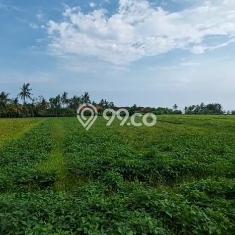 Tanah Dijual Area Strategis di Tanah Lot Tabanan 3500m2 Tanah Dijual Area Strategis di Tanah Lot Tabanan 3500m2
