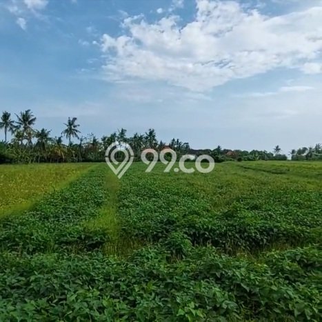 Tanah Dijual Area Strategis di Tanah Lot Tabanan 3500m2 Tanah Dijual Area Strategis di Tanah Lot Tabanan 3500m2