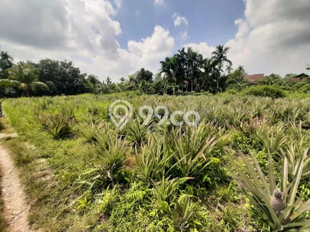 Lahan Dijual Lokasi Strategis di Pontianak dengan Luas 394m2 Lahan Dijual Lokasi Strategis di Pontianak dengan Luas 394m2