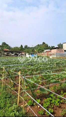 Tanah Subur Disisi Jalan Kabupaten Tanah Subur Disisi Jalan Kabupaten