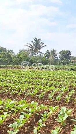 Tanah Subur Disisi Jalan Kabupaten Tanah Subur Disisi Jalan Kabupaten