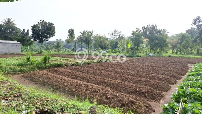 Tanah Subur Disisi Jalan Kabupaten Tanah Subur Disisi Jalan Kabupaten