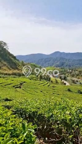 Kavling Tanah untuk Dijual di Kabupaten Solok Kelurahan Simpang, Solok, Luas 34650m2 Kavling Tanah untuk Dijual di Kabupaten Solok Kelurahan Simpang, Solok, Luas 34650m2