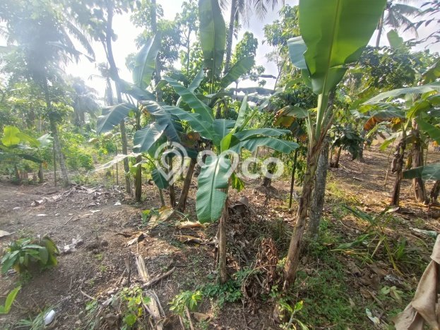 Tanah Dijual Area Strategis di Cimande Bogor 5502m2 Tanah Dijual Area Strategis di Cimande Bogor 5502m2