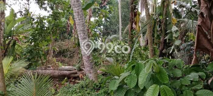 Tanah Siap Pakai Disewakan di Gianyar, Gianyar, Luas 1200m2 Tanah Siap Pakai Disewakan di Gianyar, Gianyar, Luas 1200m2