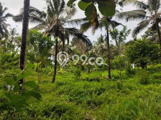 Tanah Dijual Lokasi Selemadeg, Tabanan dengan Luas Tanah 14000m2 dan Status SHM Tanah Dijual Lokasi Selemadeg, Tabanan dengan Luas Tanah 14000m2 dan Status SHM