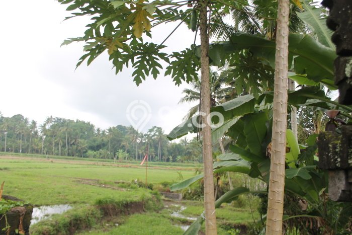 Kavling Tanah Disewakan di Ubud Gianyar Luas 1000m2 Strategis Kavling Tanah Disewakan di Ubud Gianyar Luas 1000m2 Strategis