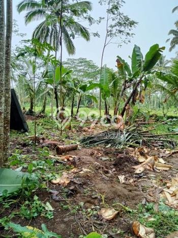 Lahan Sewa di Ubud Gianyar dengan Luas 5200m2 Lahan Sewa di Ubud Gianyar dengan Luas 5200m2