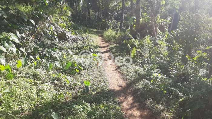 Paling Dicari! Kavling Tanah Disewakan di Tabanan, Tabanan Paling Dicari! Kavling Tanah Disewakan di Tabanan, Tabanan