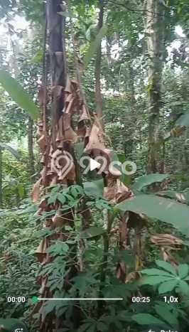 Disewakan Tanah Seluas 1200m2 di Ubud, Gianyar Disewakan Tanah Seluas 1200m2 di Ubud, Gianyar