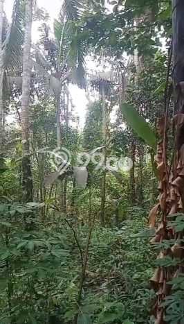 Disewakan Tanah Seluas 1200m2 di Ubud, Gianyar Disewakan Tanah Seluas 1200m2 di Ubud, Gianyar