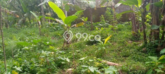 Kavling Tanah Dijual di Ampel Boyolali Spesifikasi 700m2 Kavling Tanah Dijual di Ampel Boyolali Spesifikasi 700m2