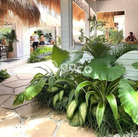LOKASI STRATEGIS! Tanah di Canggu, Luas 500m², Kawasan Berkembang, Cocok untuk Hunian LOKASI STRATEGIS! Tanah di Canggu, Luas 500m², Kawasan Berkembang, Cocok untuk Hunian
