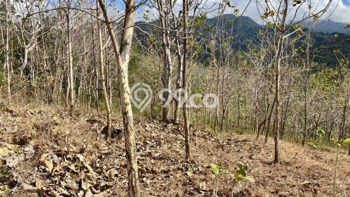 Tanah di Gerokgak, Buleleng Luas 22500m2 Dijual Segera Tanah di Gerokgak, Buleleng Luas 22500m2 Dijual Segera