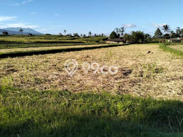 Lahan Kosong Dijual di Gianyar dengan Area 5000m2 Lahan Kosong Dijual di Gianyar dengan Area 5000m2
