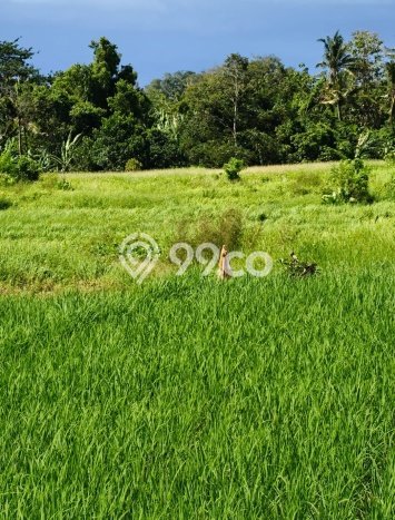 Tanah Kavling Dijual di Tabanan dengan Spesifikasi 12000m2 Tanah Kavling Dijual di Tabanan dengan Spesifikasi 12000m2