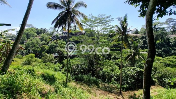 Dijual Tanah di Tegallalang Gianyar Luas 2936m2 SHM Dijual Tanah di Tegallalang Gianyar Luas 2936m2 SHM