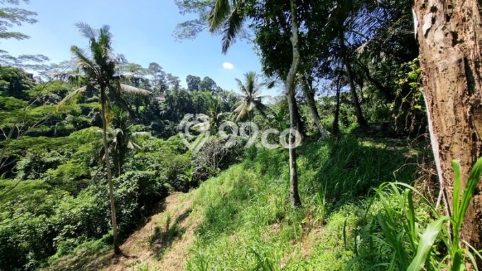 Dijual Tanah di Tegallalang Gianyar Luas 2936m2 SHM Dijual Tanah di Tegallalang Gianyar Luas 2936m2 SHM
