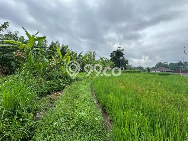 Tanah Dijual Lokasi Tegallalang, Gianyar dengan Luas Tanah 1000m2 dan Status - Tanah Dijual Lokasi Tegallalang, Gianyar dengan Luas Tanah 1000m2 dan Status -