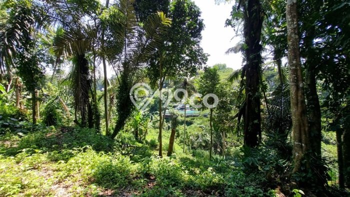 Dijual Tanah di Tegallalang Gianyar Luas 2936m2 SHM Dijual Tanah di Tegallalang Gianyar Luas 2936m2 SHM