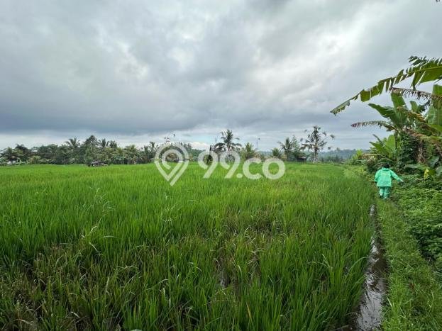Tanah Dijual Lokasi Tegallalang, Gianyar dengan Luas Tanah 1000m2 dan Status - Tanah Dijual Lokasi Tegallalang, Gianyar dengan Luas Tanah 1000m2 dan Status -
