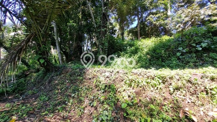 Dijual Tanah di Tegallalang Gianyar Luas 2936m2 SHM Dijual Tanah di Tegallalang Gianyar Luas 2936m2 SHM