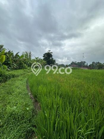 Tanah Dijual Lokasi Tegallalang, Gianyar dengan Luas Tanah 1000m2 dan Status - Tanah Dijual Lokasi Tegallalang, Gianyar dengan Luas Tanah 1000m2 dan Status -