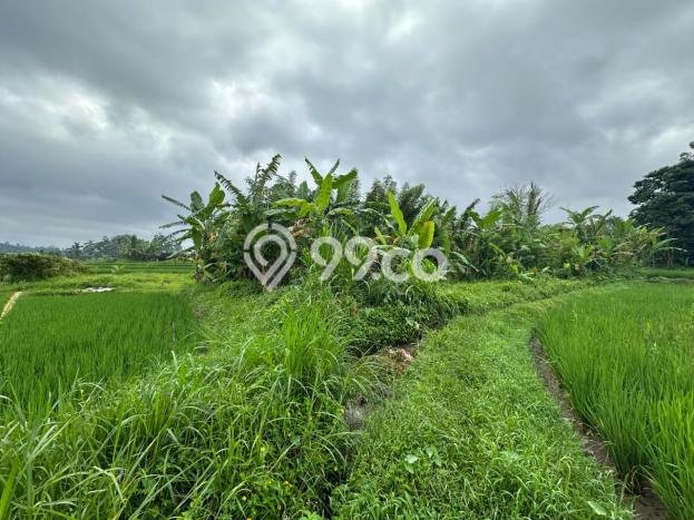 Tanah Dijual Lokasi Tegallalang, Gianyar dengan Luas Tanah 1000m2 dan Status - Tanah Dijual Lokasi Tegallalang, Gianyar dengan Luas Tanah 1000m2 dan Status -