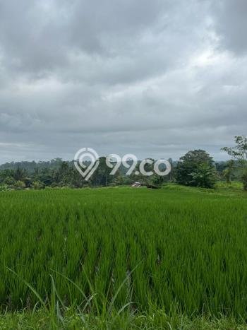 Tanah Dijual Lokasi Tegallalang, Gianyar dengan Luas Tanah 1000m2 dan Status - Tanah Dijual Lokasi Tegallalang, Gianyar dengan Luas Tanah 1000m2 dan Status -