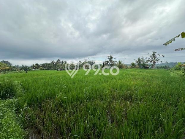 Kavling Tanah di Gianyar Dijual Luas 1000m2 Legalitas SHM Kavling Tanah di Gianyar Dijual Luas 1000m2 Legalitas SHM