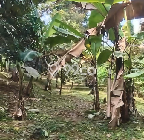 Kavling Tanah Dijual di Doro Pekalongan Spesifikasi 5627m2 Kavling Tanah Dijual di Doro Pekalongan Spesifikasi 5627m2