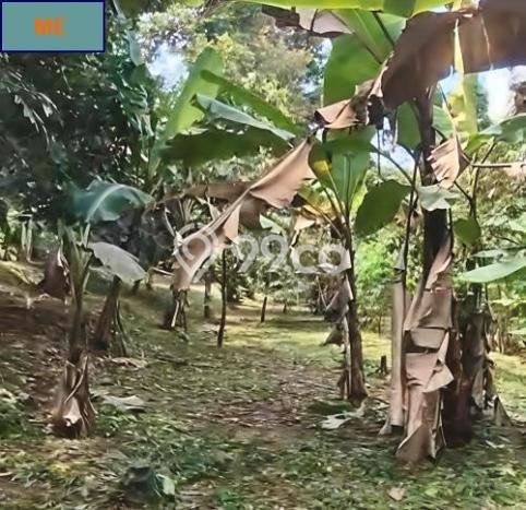 Kavling Tanah Dijual di Doro Pekalongan Spesifikasi 5627m2 Kavling Tanah Dijual di Doro Pekalongan Spesifikasi 5627m2