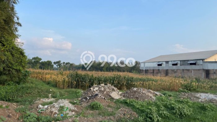 Tanah Komersial Dijual di Mlonggo Jepara 5000m2 Tanah Komersial Dijual di Mlonggo Jepara 5000m2
