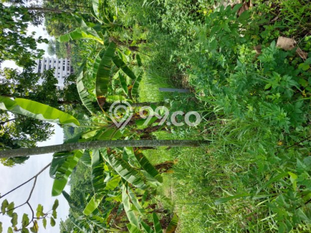 Tanah di Gunung Pati, Semarang Luas 6761m2 Dijual Segera Tanah di Gunung Pati, Semarang Luas 6761m2 Dijual Segera