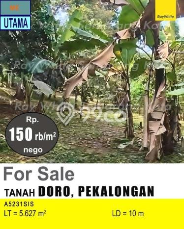 Kavling Tanah Dijual di Doro Pekalongan Spesifikasi 5627m2 Kavling Tanah Dijual di Doro Pekalongan Spesifikasi 5627m2