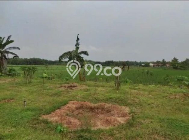 Lahan Kosong Dijual di Purwodadi, Purworejo, Luas 10000m2 Area Strategis Lahan Kosong Dijual di Purwodadi, Purworejo, Luas 10000m2 Area Strategis