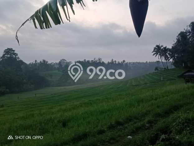 Tanah untuk Dijual Lokasi Selemadeg, Tabanan Luas 9020m2 SHM Tanah untuk Dijual Lokasi Selemadeg, Tabanan Luas 9020m2 SHM