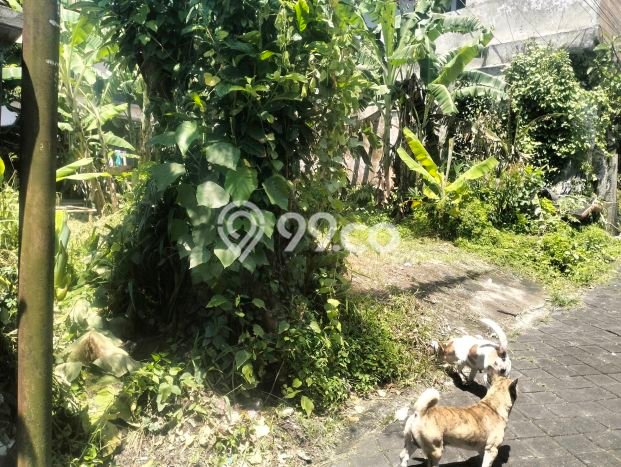 Kavling Tanah di Denpasar Utara Dijual Luas 200m2 Legalitas SHM Kavling Tanah di Denpasar Utara Dijual Luas 200m2 Legalitas SHM