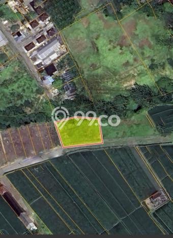 Tanah Investasi Dijual di Tabanan Punya Luas 735m2 Tanah Investasi Dijual di Tabanan Punya Luas 735m2