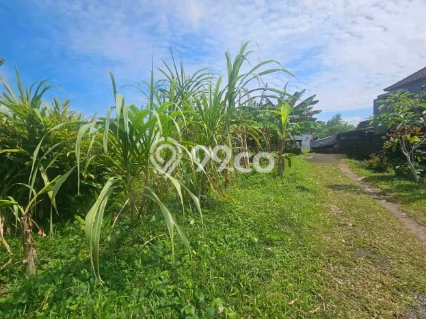Untuk Disewa Tanah di Tabanan, Luas 600m2 Area Berkembang Untuk Disewa Tanah di Tabanan, Luas 600m2 Area Berkembang