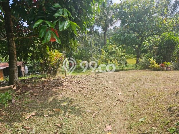 Dijual Tanah Lokasi Pupuansawah, Tabanan Seluas 4200m2 Dijual Tanah Lokasi Pupuansawah, Tabanan Seluas 4200m2