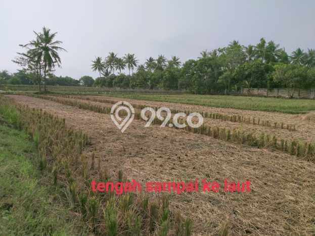 Jarang Ada! Tanah di Serang Punya Luas 15000m2 SHM Jarang Ada! Tanah di Serang Punya Luas 15000m2 SHM