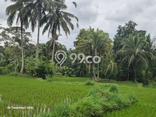 Dijual Tanah Lokasi Kenderan, Gianyar Seluas 2042m2 Dijual Tanah Lokasi Kenderan, Gianyar Seluas 2042m2