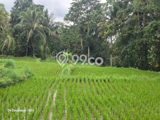 Dijual Tanah Lokasi Kenderan, Gianyar Seluas 2042m2 Dijual Tanah Lokasi Kenderan, Gianyar Seluas 2042m2