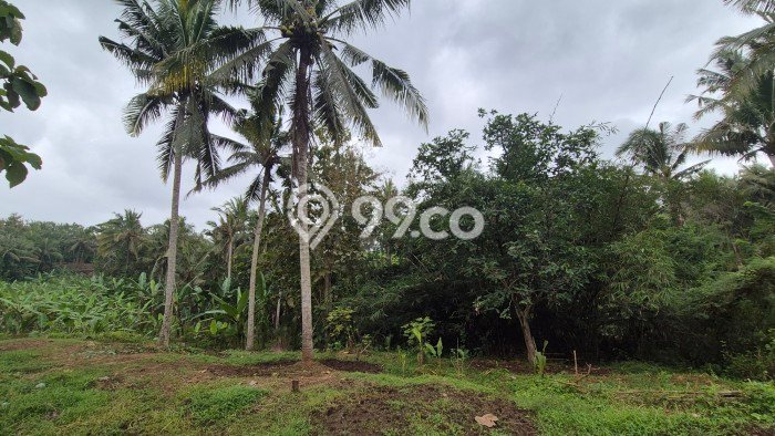 Tanah Kavling Dijual di Tabanan dengan Spesifikasi 2690m2 Tanah Kavling Dijual di Tabanan dengan Spesifikasi 2690m2